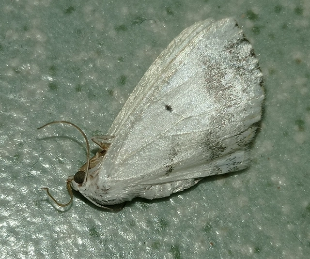 Lomographa temerata - foltos fehéraraszoló
