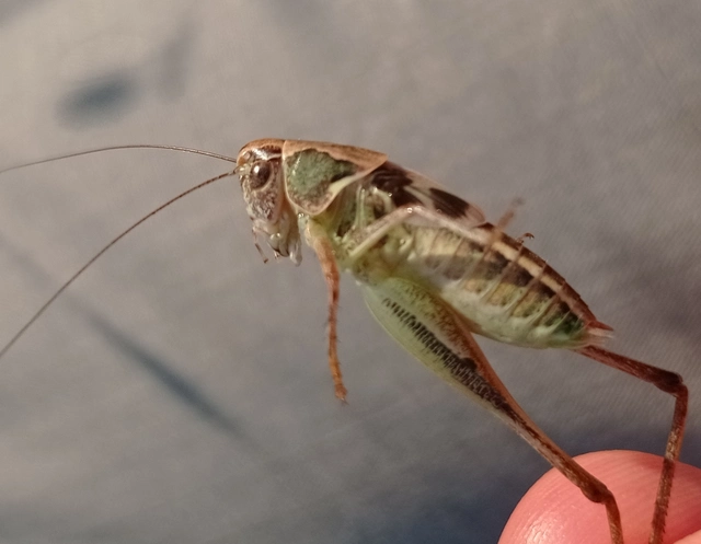 Platycleis