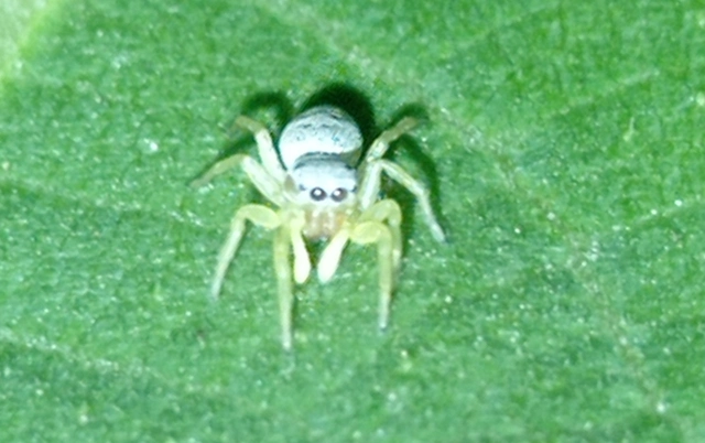 Heliophanus simplex - egyszerű ugrópók