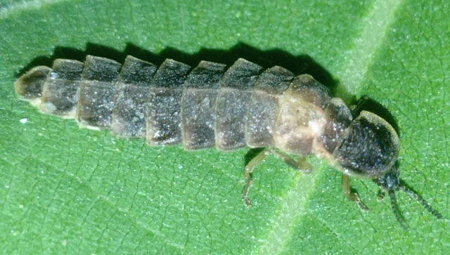 Lampyris noctiluca - nagy szentjánosbogár