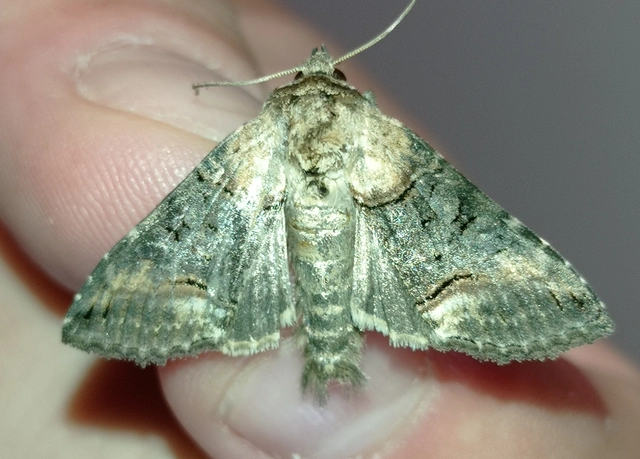 Abrostola