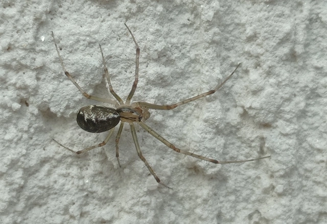 Linyphia triangularis - háromszöges vitorláspók