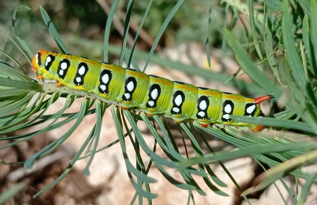 Hyles euphorbiae - kutyatejszender