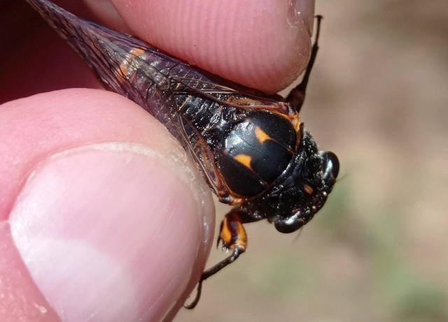 Tettigetta dimissa