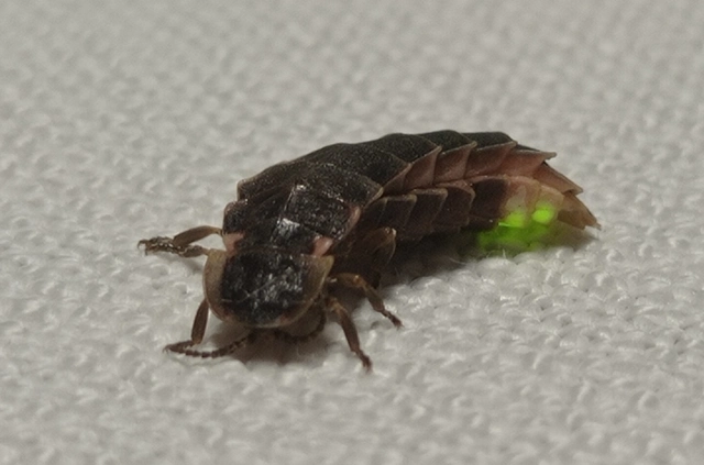 Lampyris noctiluca - nagy szentjánosbogár