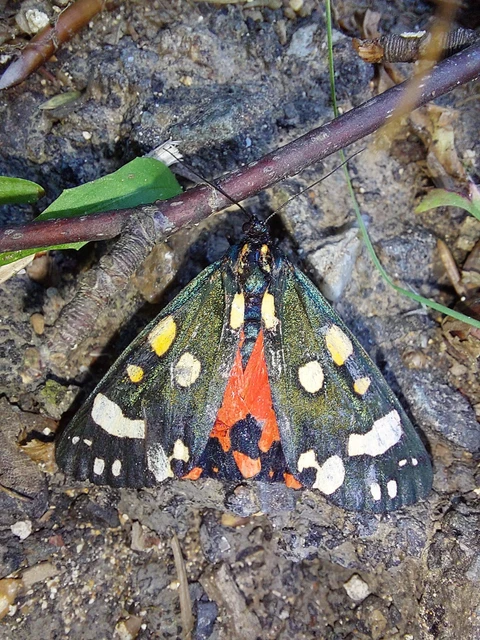 Callimorpha dominula - fémes medvelepke