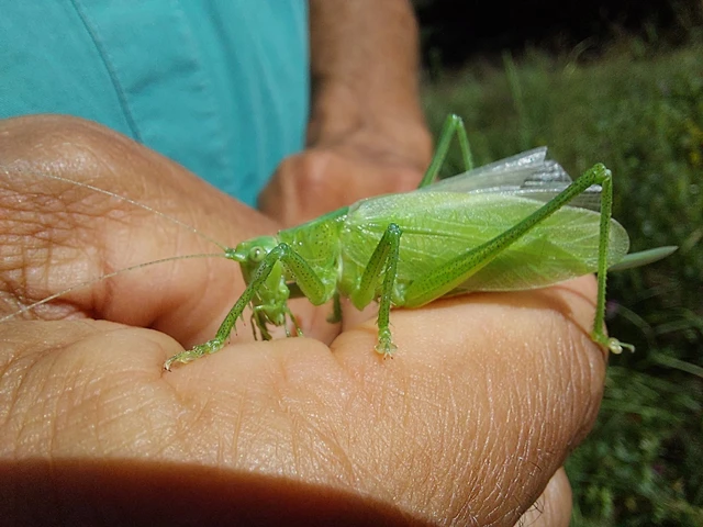 Tettigonia cantans - éneklő lombszöcske