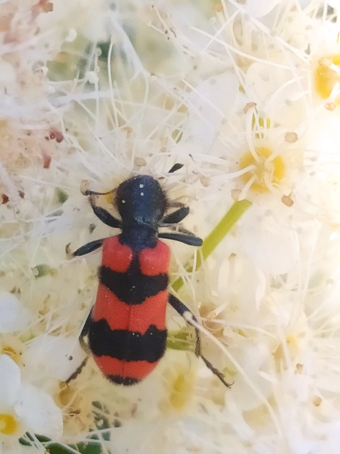 Trichodes apiarius - szalagos méhészbogár