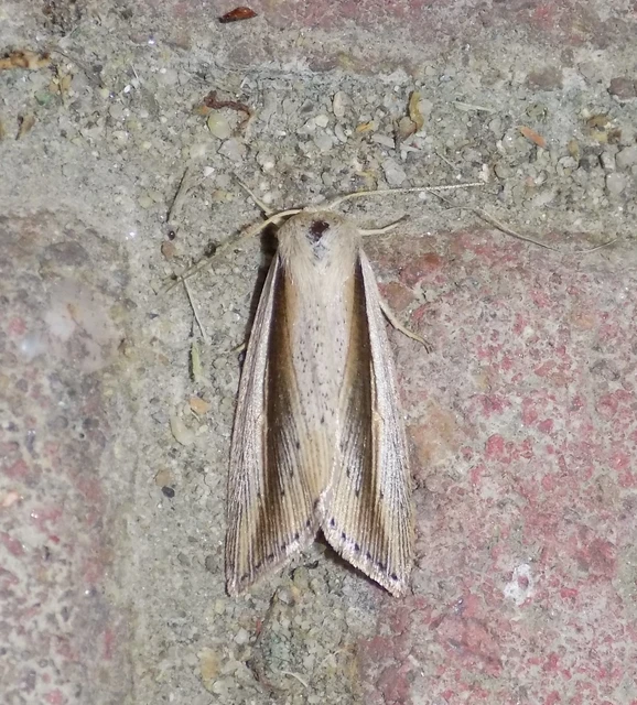 lándzsás lápibagoly - Senta flammea