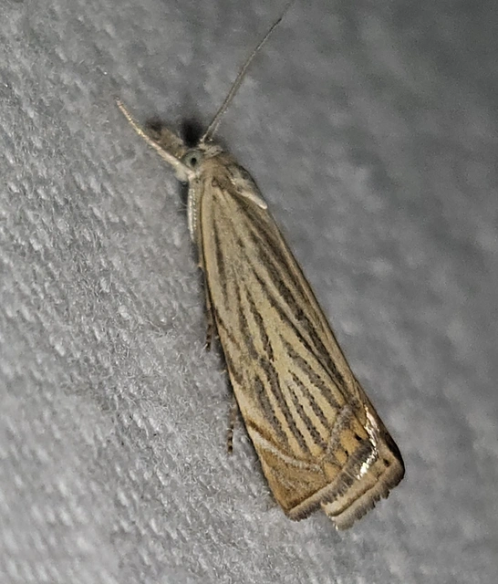 Chrysoteuchia culmella - kerti fűgyökérmoly