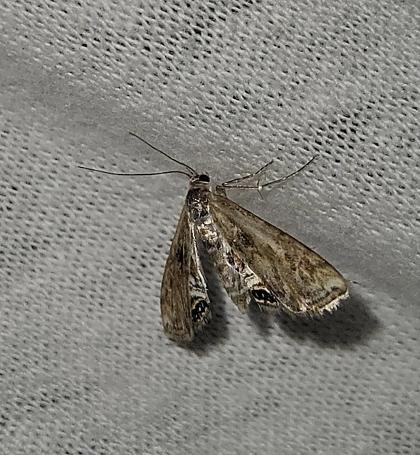 Cataclysta lemnata - békalencsemoly