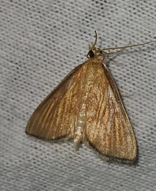 Nascia cilialis - sásrágó tűzmoly