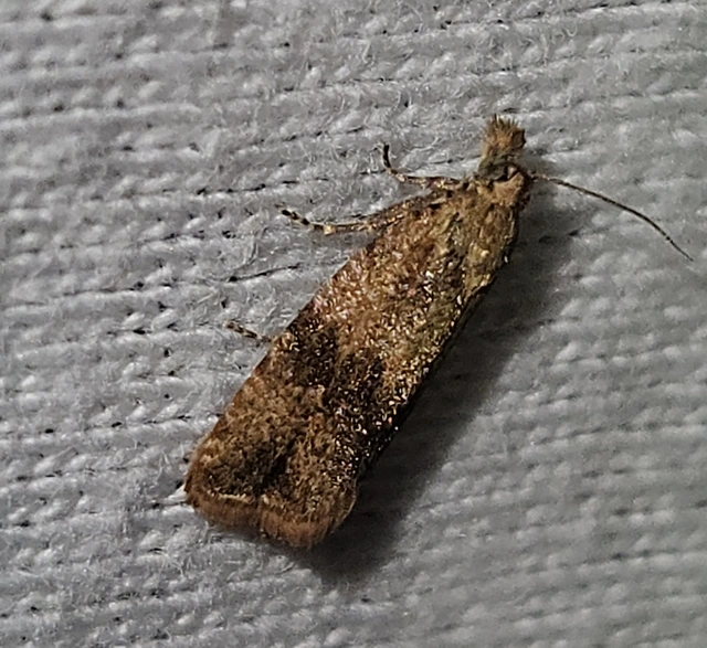 Celypha striana - pitypangfúró tükrösmoly