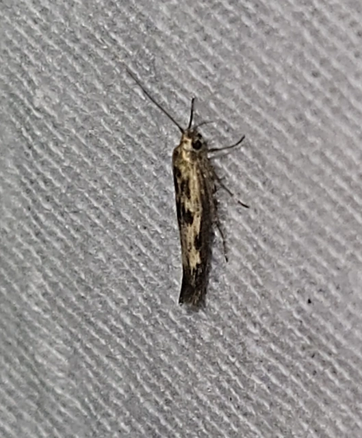 Scythris limbella - parajfonó zöldmoly