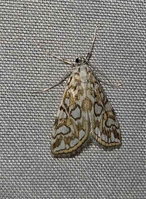 Elophila nymphaeata - tarka vízimoly