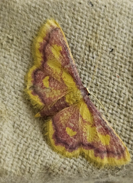Idaea muricata - mocsári pirosaraszoló