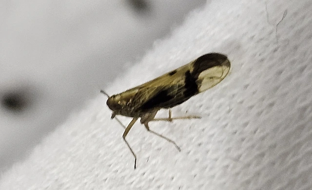 Euides basilinea