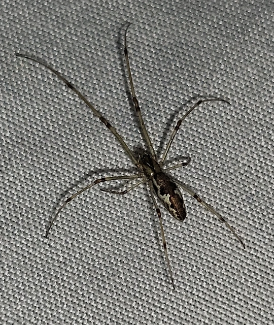 Tetragnatha