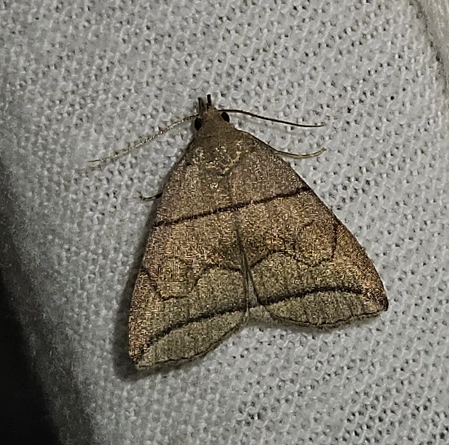 Herminia grisealis - ligeti karcsúbagoly