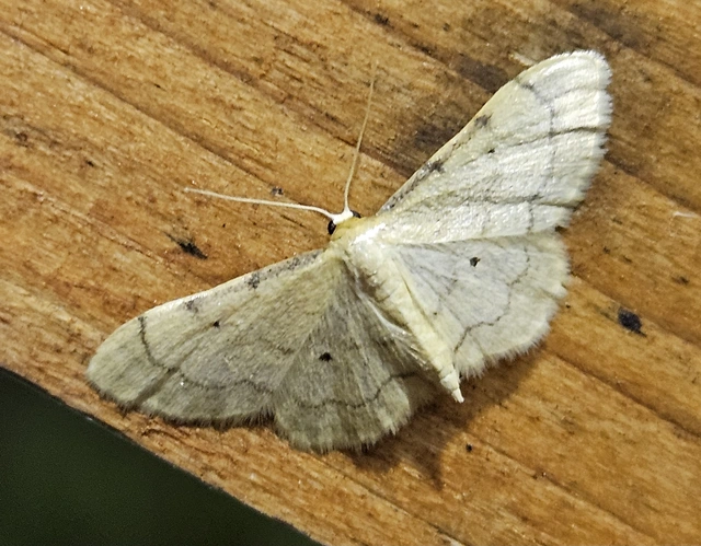 Idaea politaria - vonalas apróaraszoló
