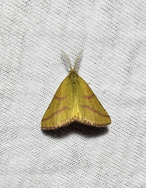 Lythria purpuraria - bíborsávos araszoló