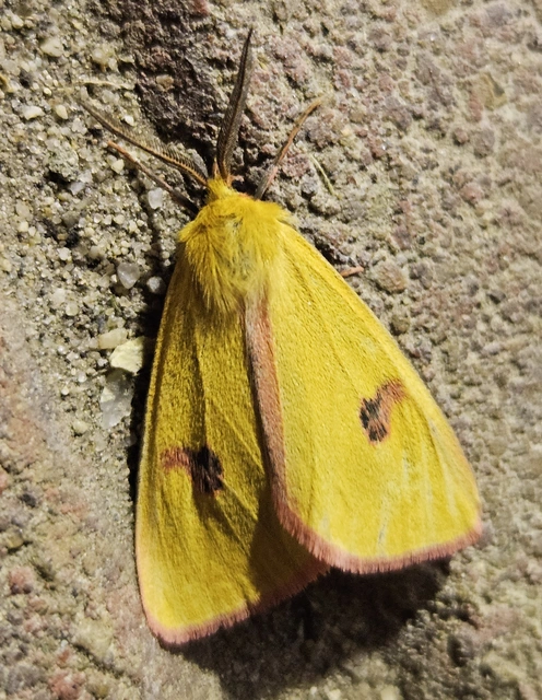 vörösszélű medvelepke - Diacrisia sannio