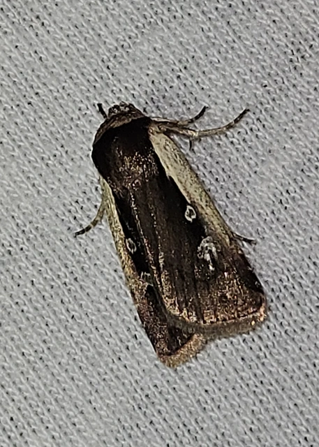 fehérszegélyű fűbagoly - Ochropleura plecta