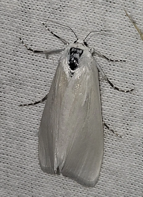 Scirpophaga praelata - kócsagmoly