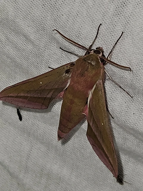 Deilephila elpenor - szőlőszender