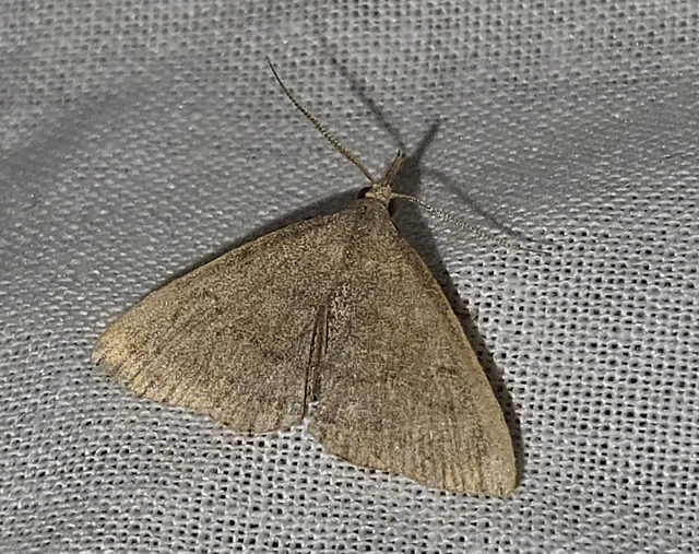 hosszúcsápú karcsúbagoly - Pechipogo strigilata