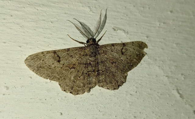 ékköves faaraszoló - Peribatodes rhomboidaria