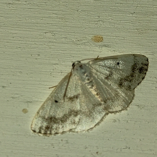 Lomographa temerata - foltos fehéraraszoló