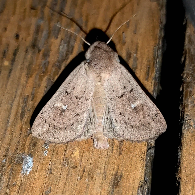 rozsdaszínű rétibagoly - Mythimna ferrago