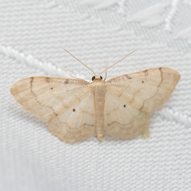 Idaea politaria - vonalas apróaraszoló