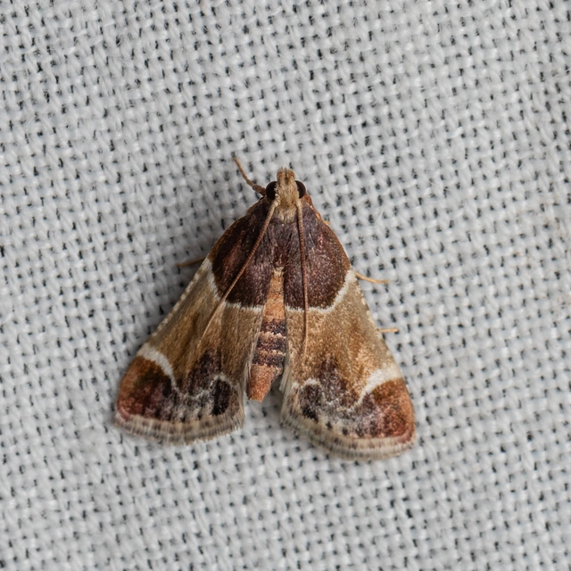 Pyralis farinalis - lisztilonca