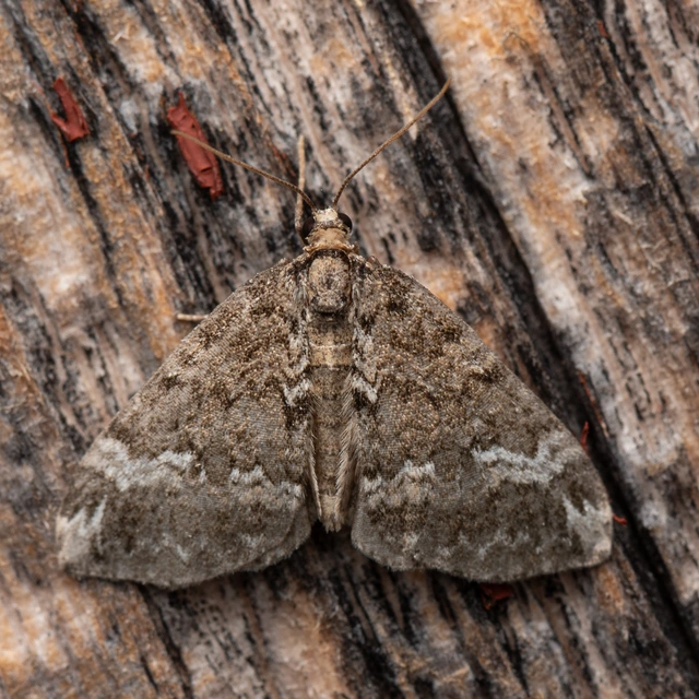 árvacsalán-araszoló - Perizoma alchemillata