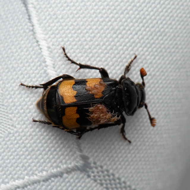 Nicrophorus interruptus - sárgaszőrű temetőbogár