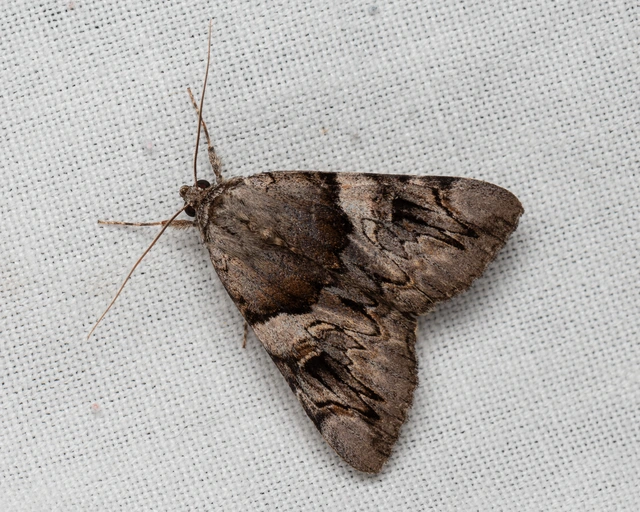 Catocala fulminea - galagonya-övesbagoly