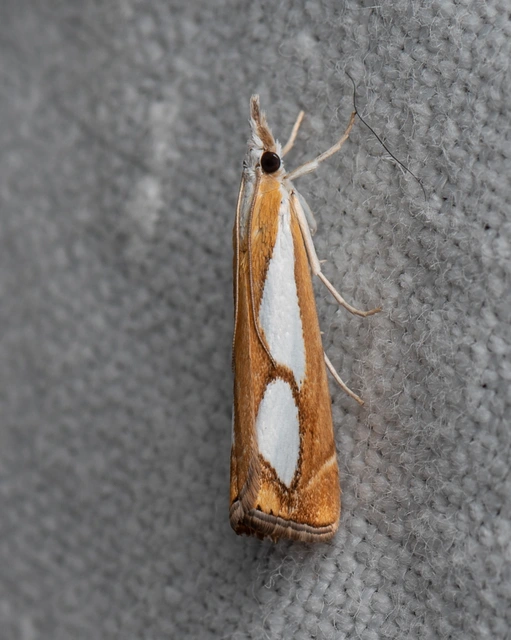 Catoptria