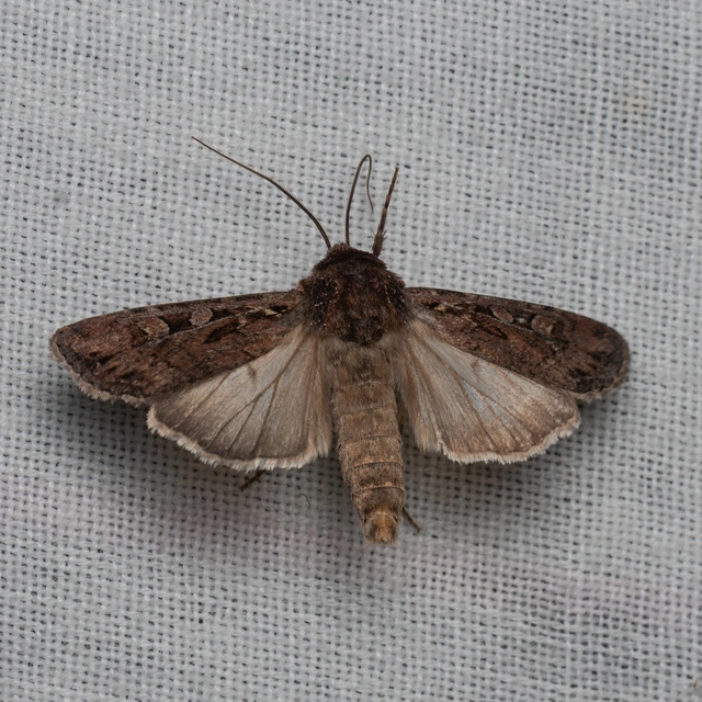 Euxoa tritici/nigrofusca/eruta