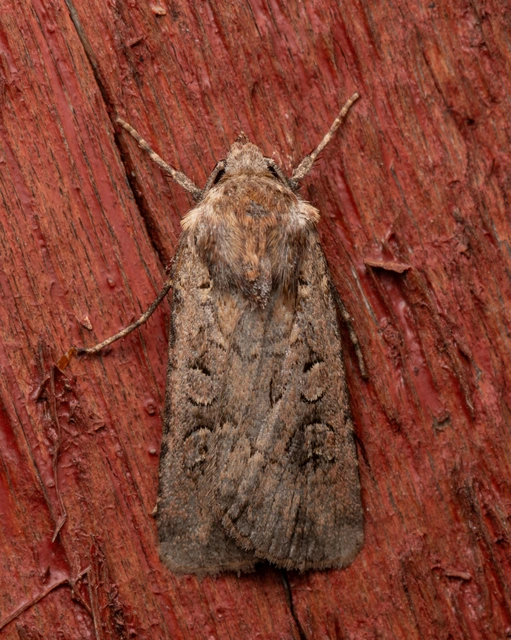 közönséges földibagoly - Euxoa eruta