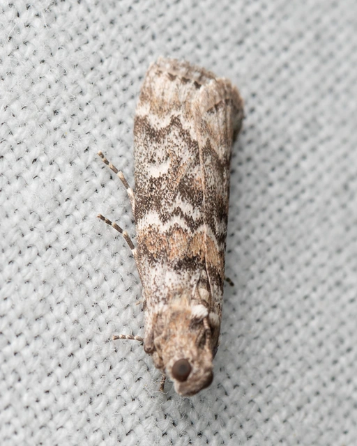 Dioryctria