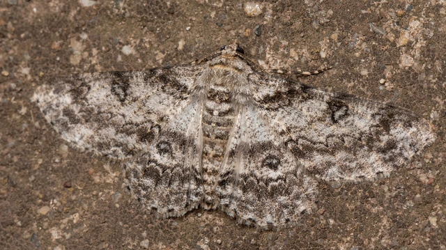 Ascotis selenaria - holdas faaraszoló