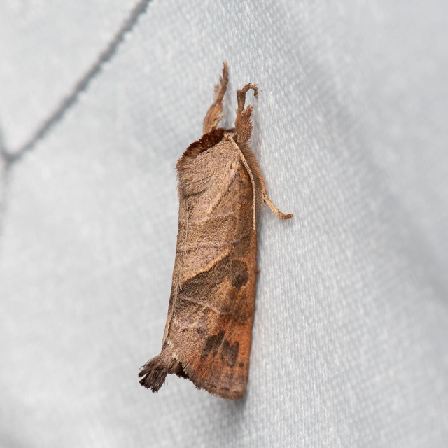 Clostera anastomosis - barna levélszövő