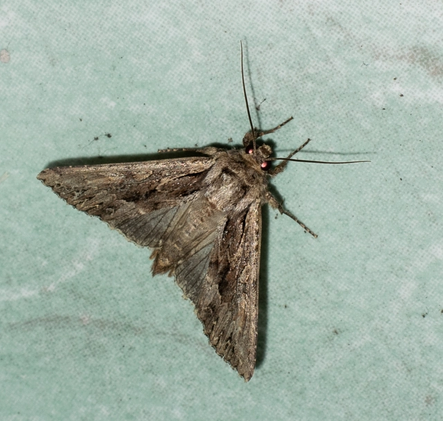 Apamea monoglypha - nagy dudvabagoly