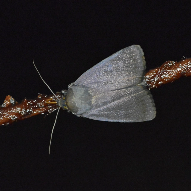 Amphipyra livida - zsírfényű bagoly