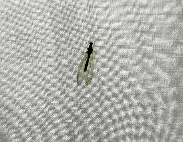 Chrysopidae - zöldfátyolkák