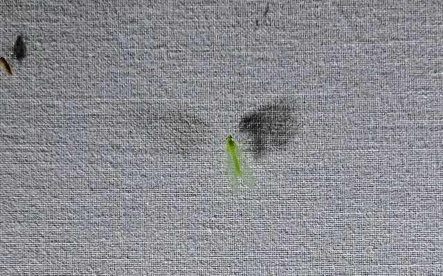 Chrysopidae - zöldfátyolkák