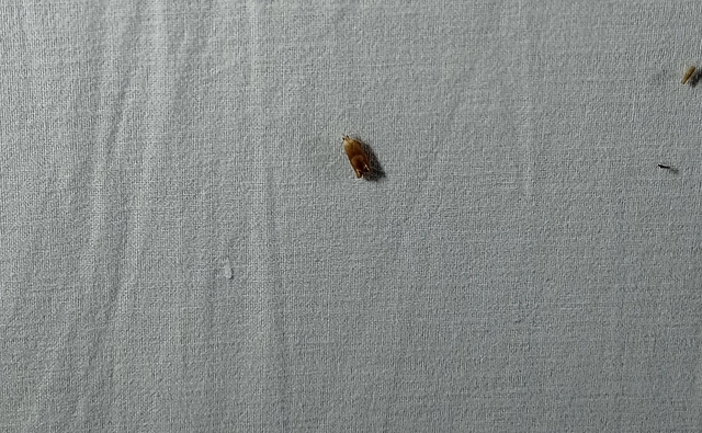 Eucosma