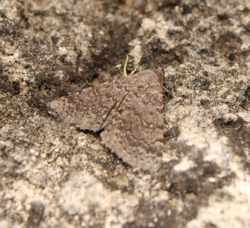Metachrostis dardouini - palakék törpebagoly